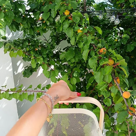 Le Tre Rose Di Roberta 住宿加早餐酒店 3*